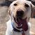 Charlene Gerlach Trent's profile image