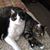 Cheryl Bonesteel's profile image
