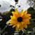Carol LadySunflower Lewis Anthony's profile image