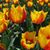 David Douglas Breen's profile image