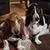 Judy Broker Cordie's profile image