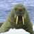 John A. Iaria's profile image