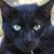 Jan van der Bend's profile image