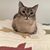 Cheryl Maurer Majcen's profile image