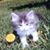 Gail Benoit's profile image