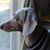 Laurie Taylor's profile image