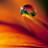 Shelice C's profile image