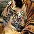 Claudia Torres's profile image