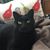 Suzanne Steger's profile image