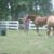 Rhonda Castille's profile image