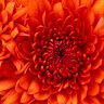 Hanna P.'s profile image