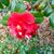 Rosemary Kaszans's profile image
