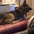 Stephanie Steadman's profile image