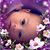 Stephanie MacMahon's profile image