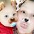 Amanda Naklicki Gullion's profile image