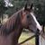 Noelene Bradley's profile image