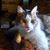 Nancy Williams Copple's profile image