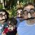 Tracy Janel Hobbs Traum's profile image