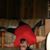 Charley Robertson's profile image