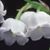 Deb Gravengood Shane's profile image