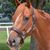 Dawn Andrews Smyth's profile image