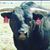Missy Crowder's profile image
