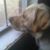 Tonya Williams's profile image