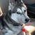 Alfonso Silveira's profile image
