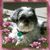Catherine H. Sotiropoulos's profile image