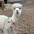 Teresa K. Borah's profile image