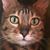Amy Arnold's profile image