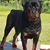 Janell Byrd-Williams's profile image