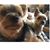 Kenneth Babich's profile image