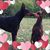Stacy Crowell Laird's profile image