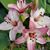 Cynthia Heinberger's profile image
