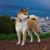 Jadelyn Nurbanu Meryetmut's profile image