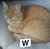 Anthony Duncombe's profile image