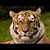 Amy Zirkle's profile image