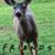 Lisa Norris's profile image