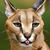 Rachel Turner Bohin's profile image