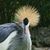 Janet Lesieur's profile image