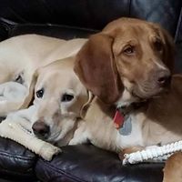 Kaye Daun Sorenson's profile image