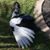William Phlugfelder's profile image