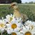 Sarah Adams Shuherk's profile image