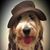Ali Danko's profile image