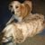Cheryl Rand Taylor's profile image