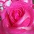 Julie Norcross's profile image