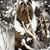 Diane Kosciolek Schneider's profile image