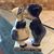 Souzan Arashvand's profile image