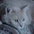 Nancy Sue Simpson's profile image